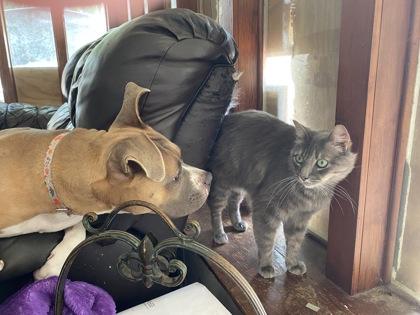 Lola (150161) (In a Foster Home), Adoptable, Adult Female Pit Bull Terrier.