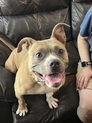 Lola (150161) (In a Foster Home)