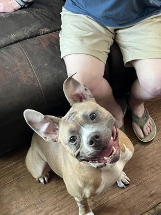 Enlarge Lola (150161) (In a Foster Home), a Adoptable Pit Bull Terrier in Baton Rouge, LA image 3/5