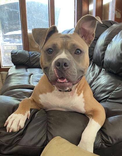 Lola (150161) (In a Foster Home)