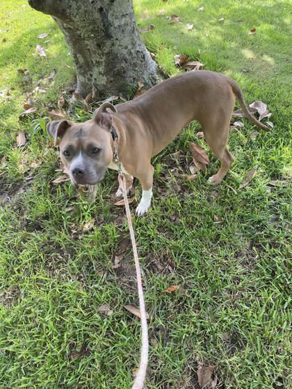 Enlarge Lola (150161) (In a Foster Home), a Adoptable Pit Bull Terrier in Baton Rouge, LA image 5/5