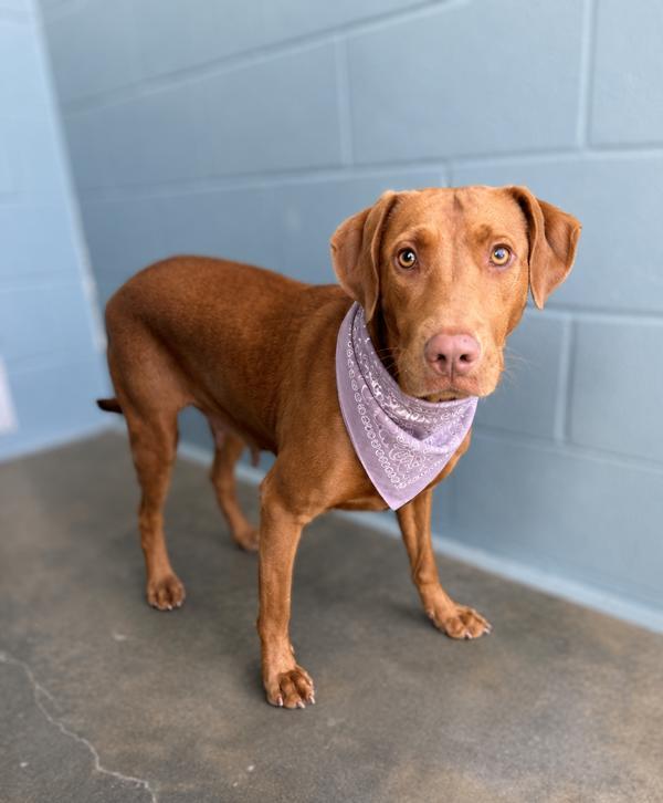 Enlarge Brownie, a Adoptable mixed breed in Lafayette, LA image 1/1