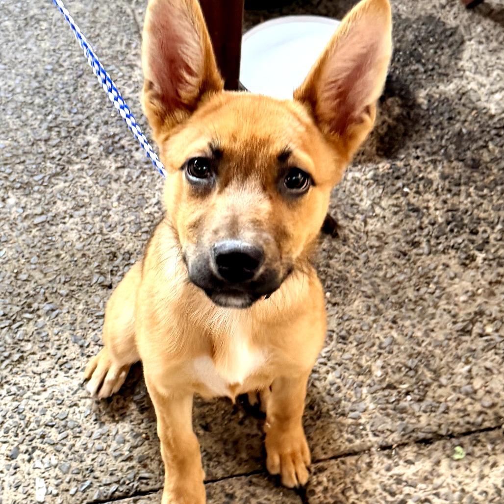 Emilee, Adoptable, Puppy Female Shepherd.