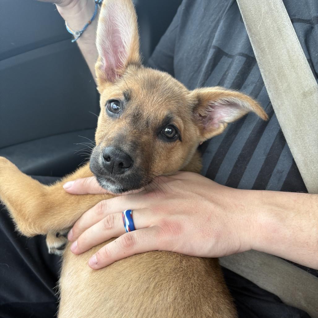 Enlarge Emilee, a Adoptable Shepherd in Memphis, TN image 1/6