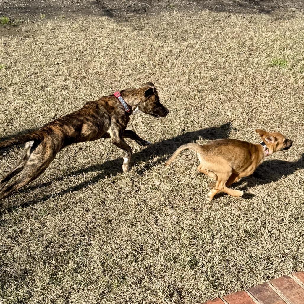 Enlarge Emilee, a Adoptable Shepherd in Memphis, TN image 2/6