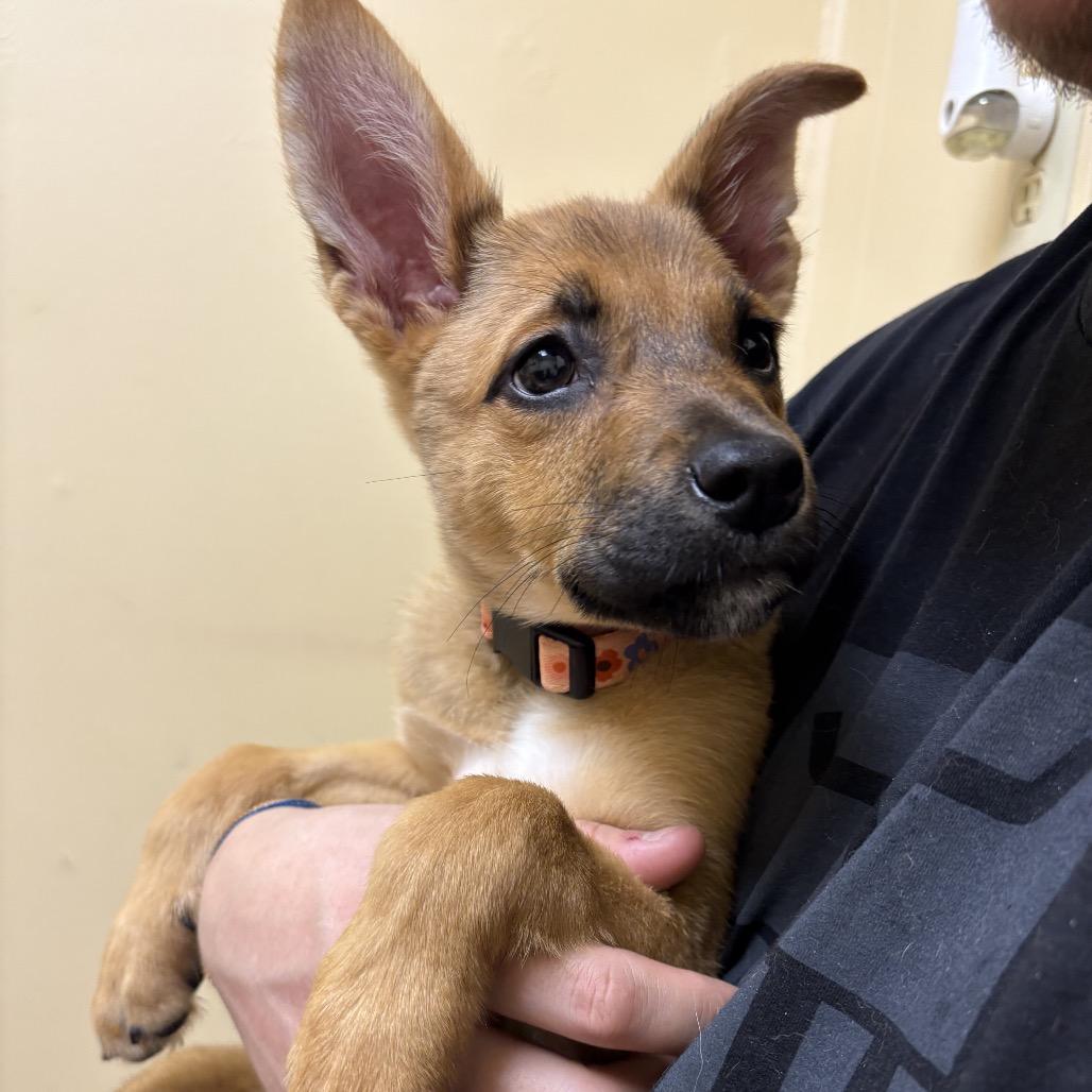 Enlarge Emilee, a Adoptable Shepherd in Memphis, TN image 3/6