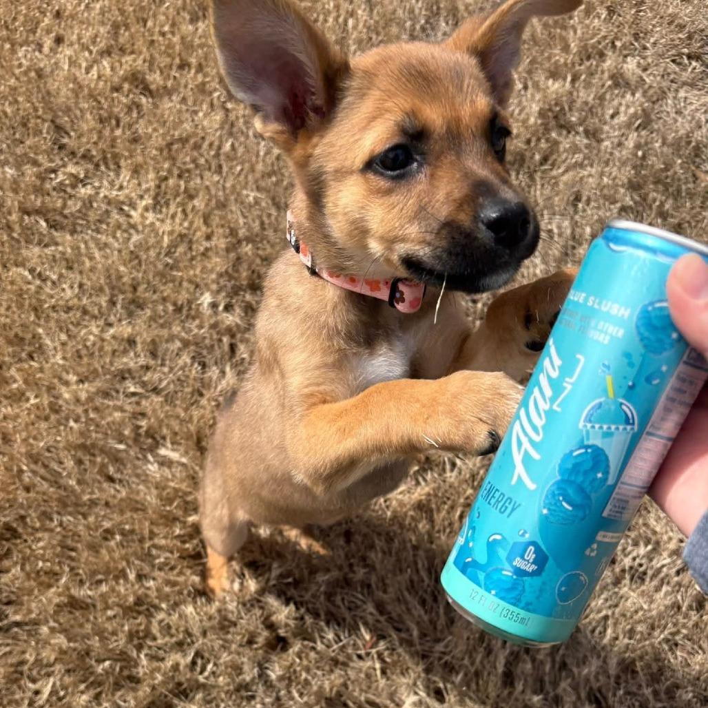 Enlarge Emilee, a Adoptable Shepherd in Memphis, TN image 4/6