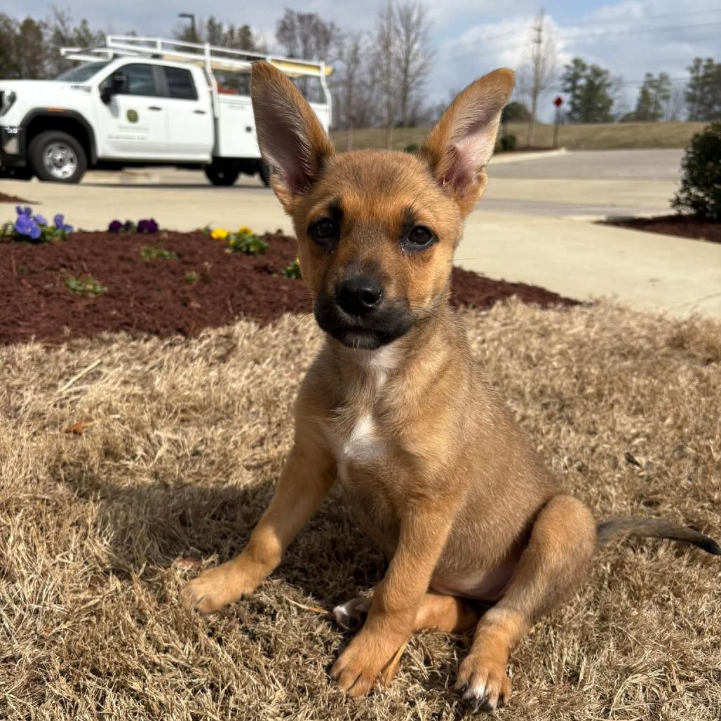 Enlarge Emilee, a Adoptable Shepherd in Memphis, TN image 5/6