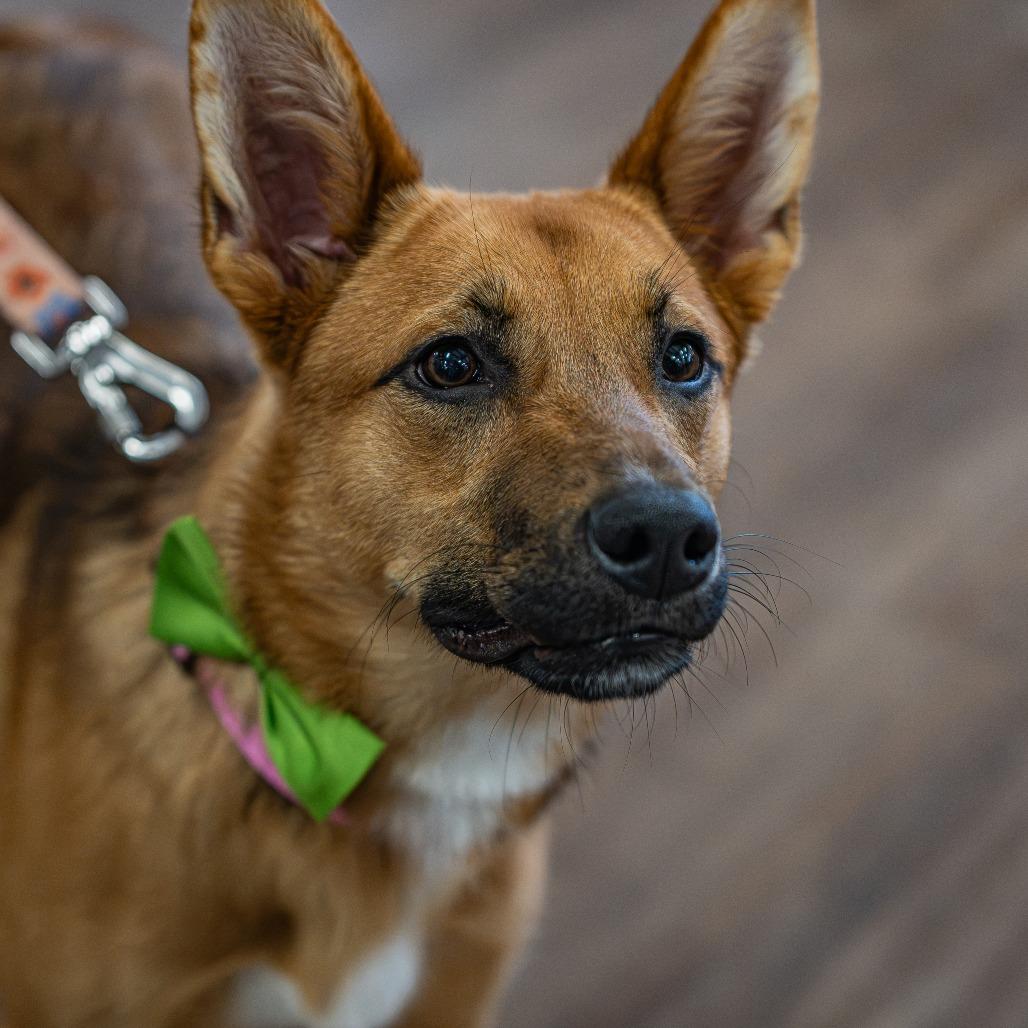Enlarge Emilee, a Adoptable Shepherd in Memphis, TN image 6/6