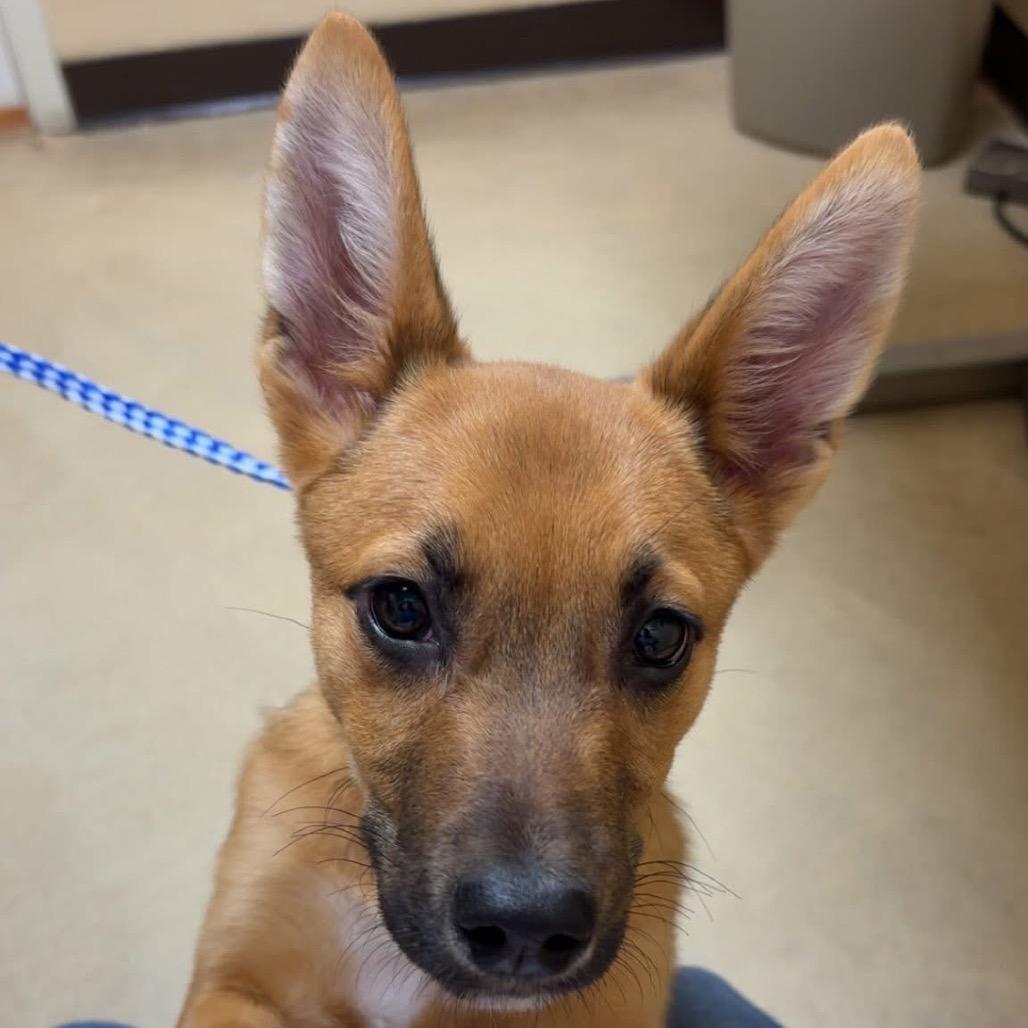 Enlarge Emilee, a Adoptable Shepherd in Memphis, TN image 6/6