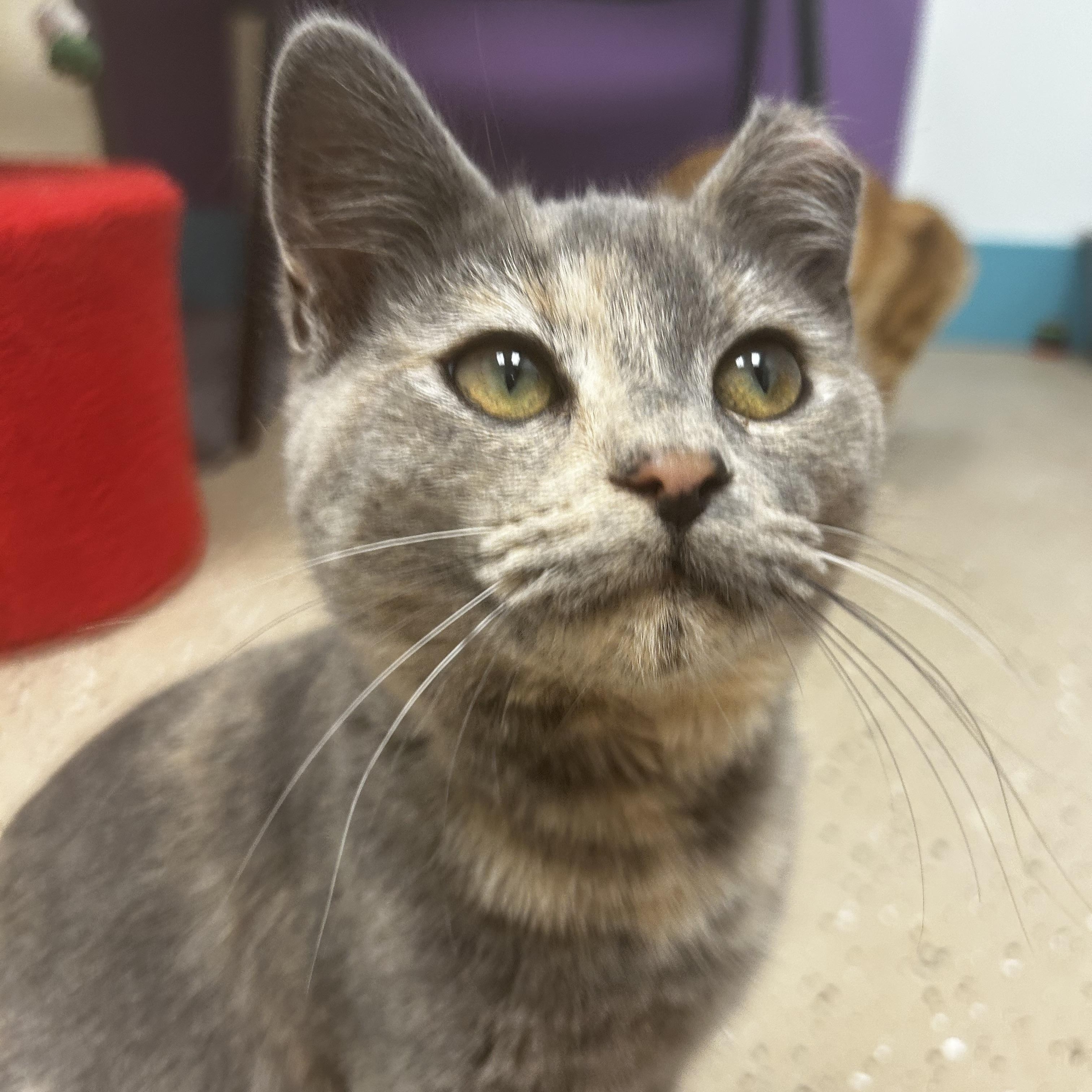 Enlarge Maya - ADOPTION PENDING!, a ADOPTABLE Dilute Tortoiseshell in Grand Rapids, MI image 1/6