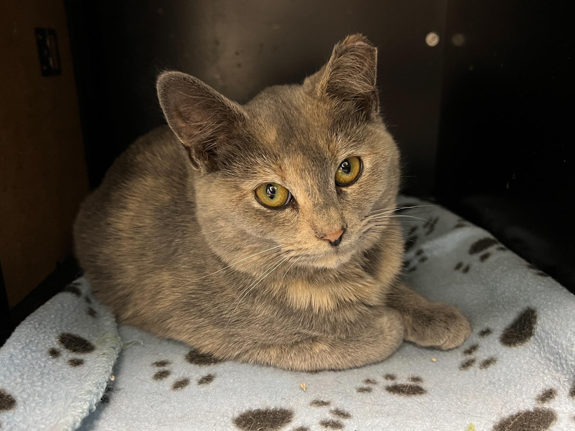 Enlarge Maya - ADOPTION PENDING!, a ADOPTABLE Dilute Tortoiseshell in Grand Rapids, MI image 2/6