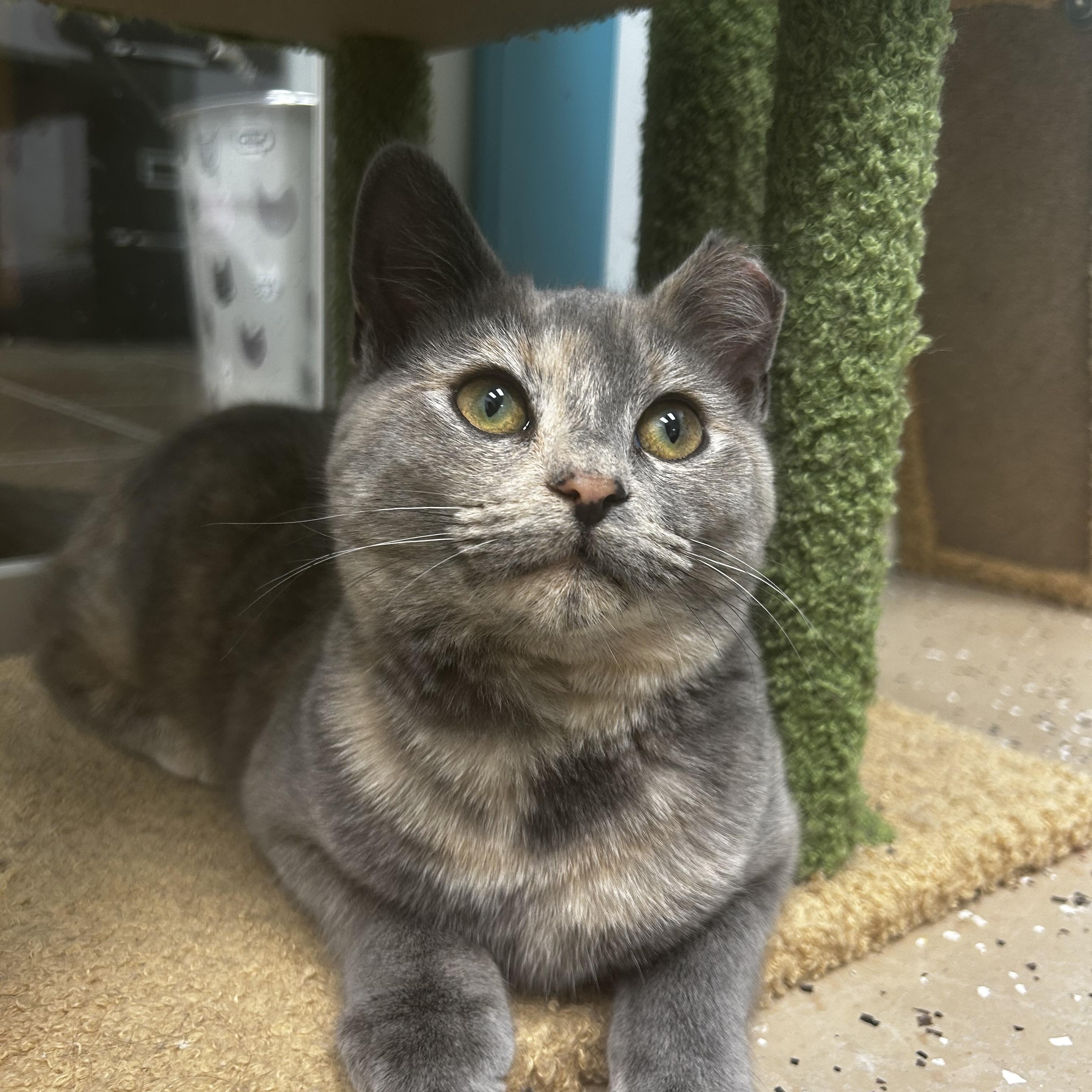 Enlarge Maya - ADOPTION PENDING!, a ADOPTABLE Dilute Tortoiseshell in Grand Rapids, MI image 3/6