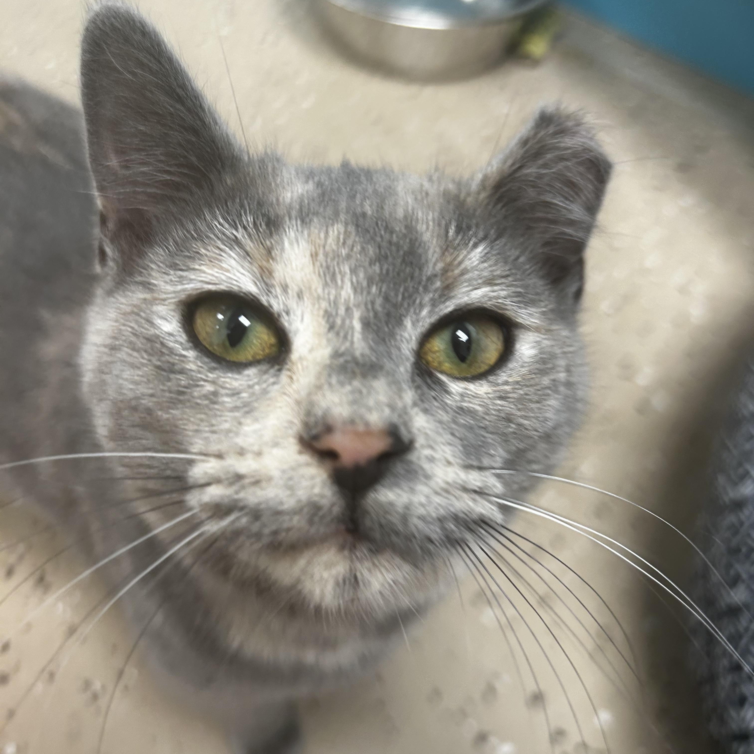 Enlarge Maya - ADOPTION PENDING!, a ADOPTABLE Dilute Tortoiseshell in Grand Rapids, MI image 4/6