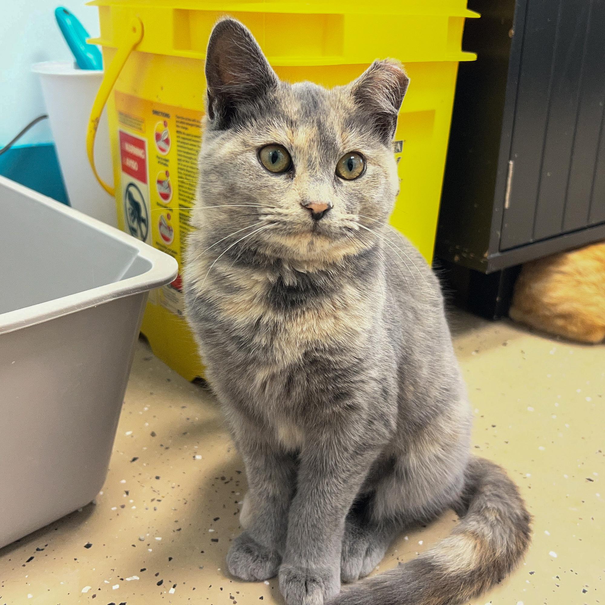 Enlarge Maya - ADOPTION PENDING!, a ADOPTABLE Dilute Tortoiseshell in Grand Rapids, MI image 5/6