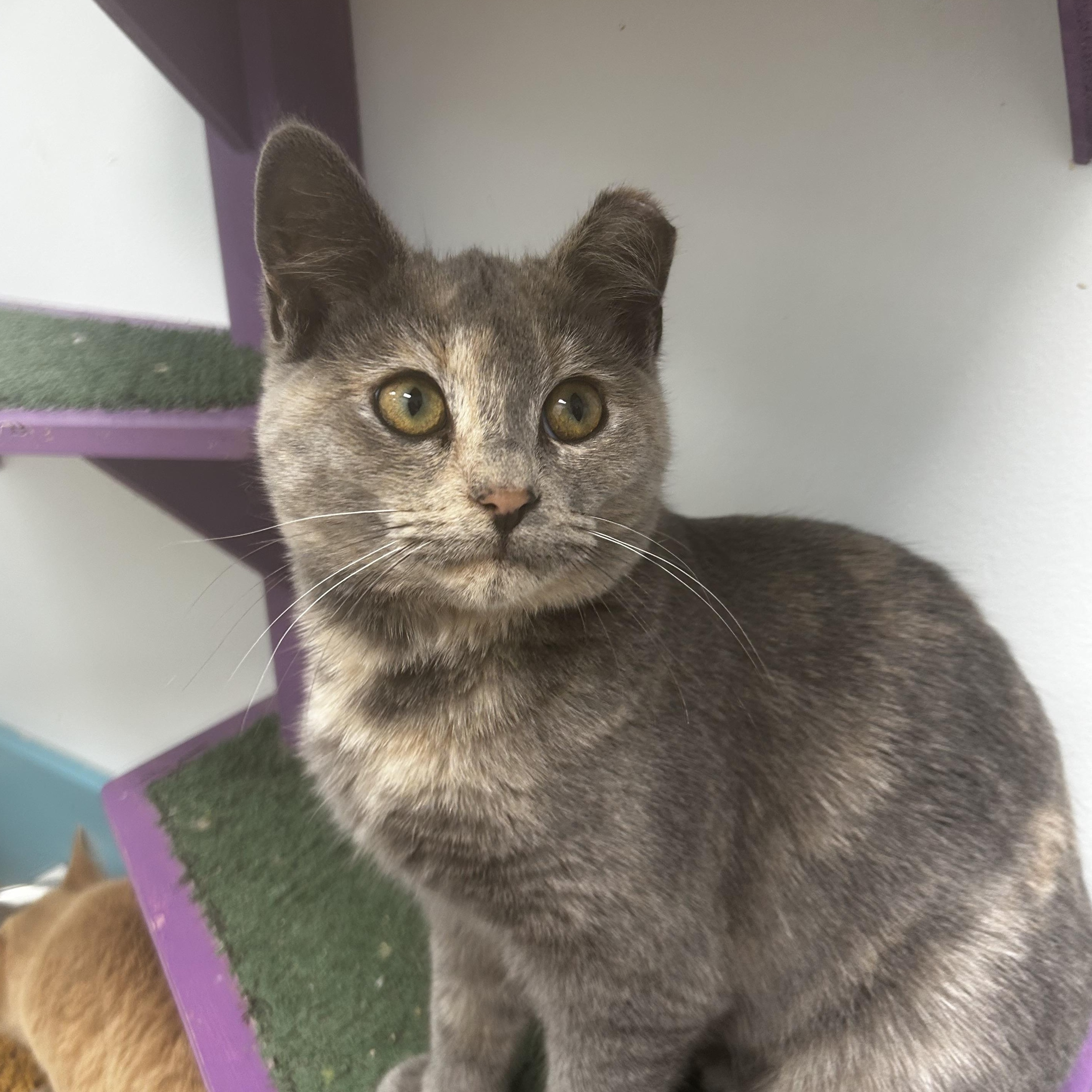 Enlarge Maya - ADOPTION PENDING!, a ADOPTABLE Dilute Tortoiseshell in Grand Rapids, MI image 6/6