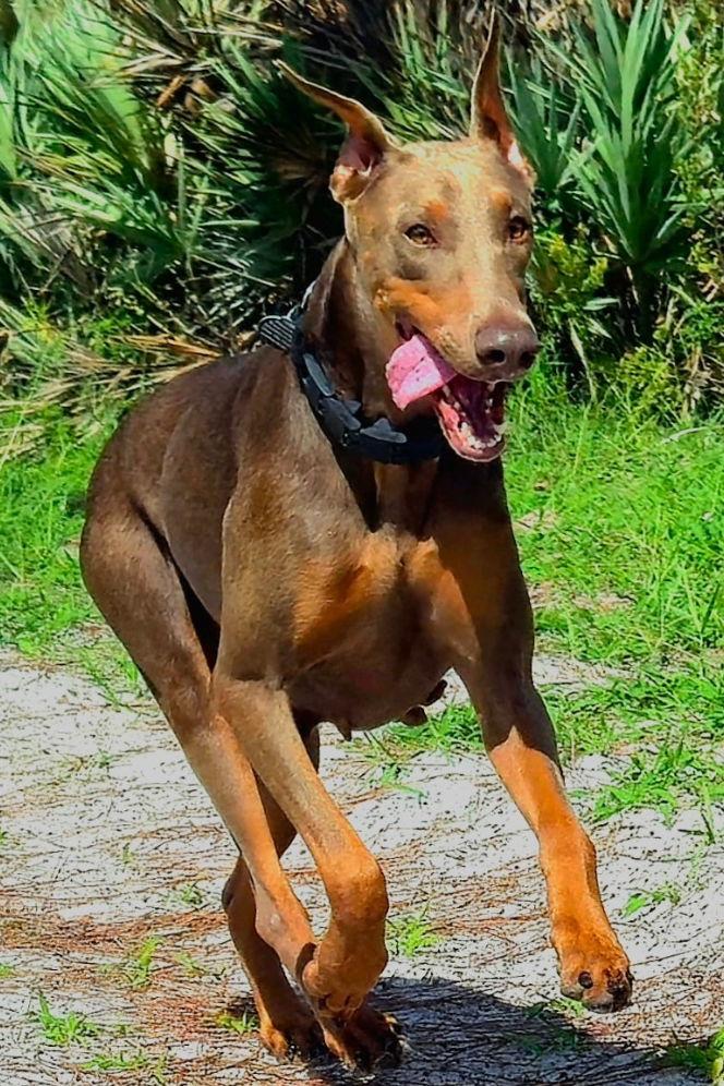 Bella 3436, a Adopted Doberman Pinscher in Oakland Park, FL image 1/3