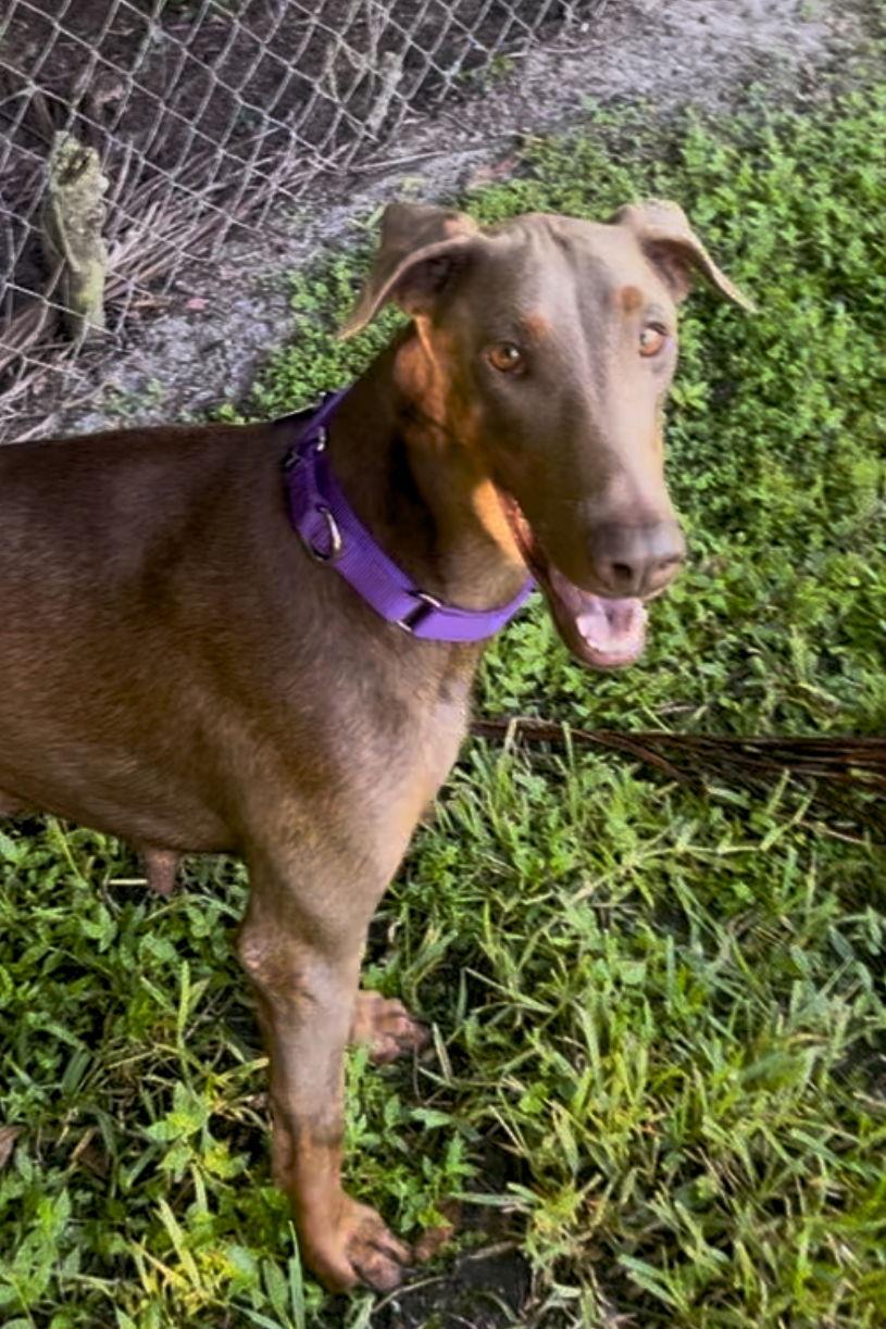 Bella 3436, a Adopted Doberman Pinscher in Oakland Park, FL image 2/3