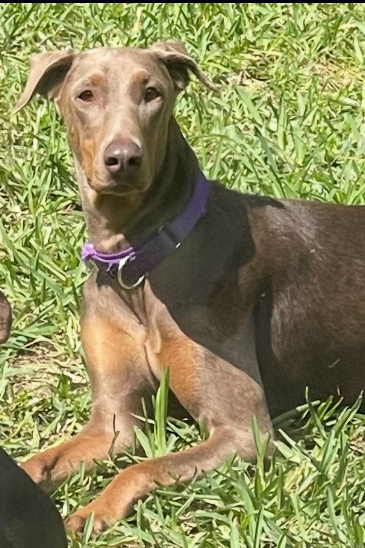 Bella 3436, a Adopted Doberman Pinscher in Oakland Park, FL image 3/3