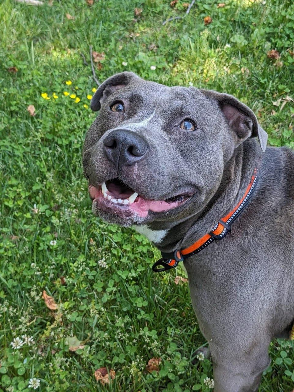 Enlarge Bella (ID 51508), a Adoptable Pit Bull Terrier in Manassas, VA image 1/1