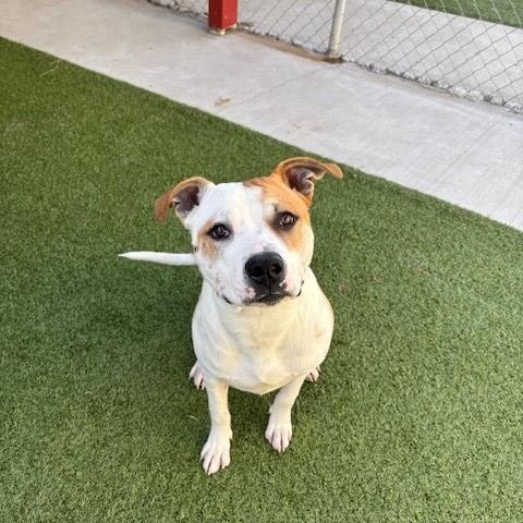 Enlarge Squinky , a ADOPTABLE mixed breed in Fayetteville, AR image 2/3