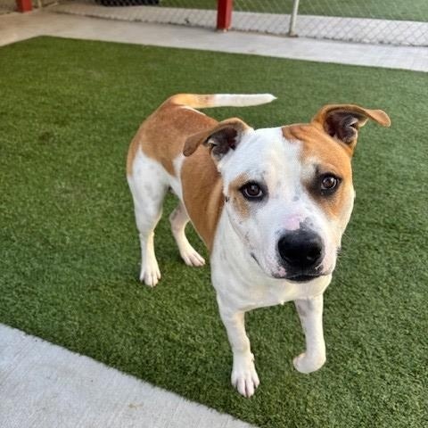 Enlarge Squinky , a ADOPTABLE mixed breed in Fayetteville, AR image 1/3