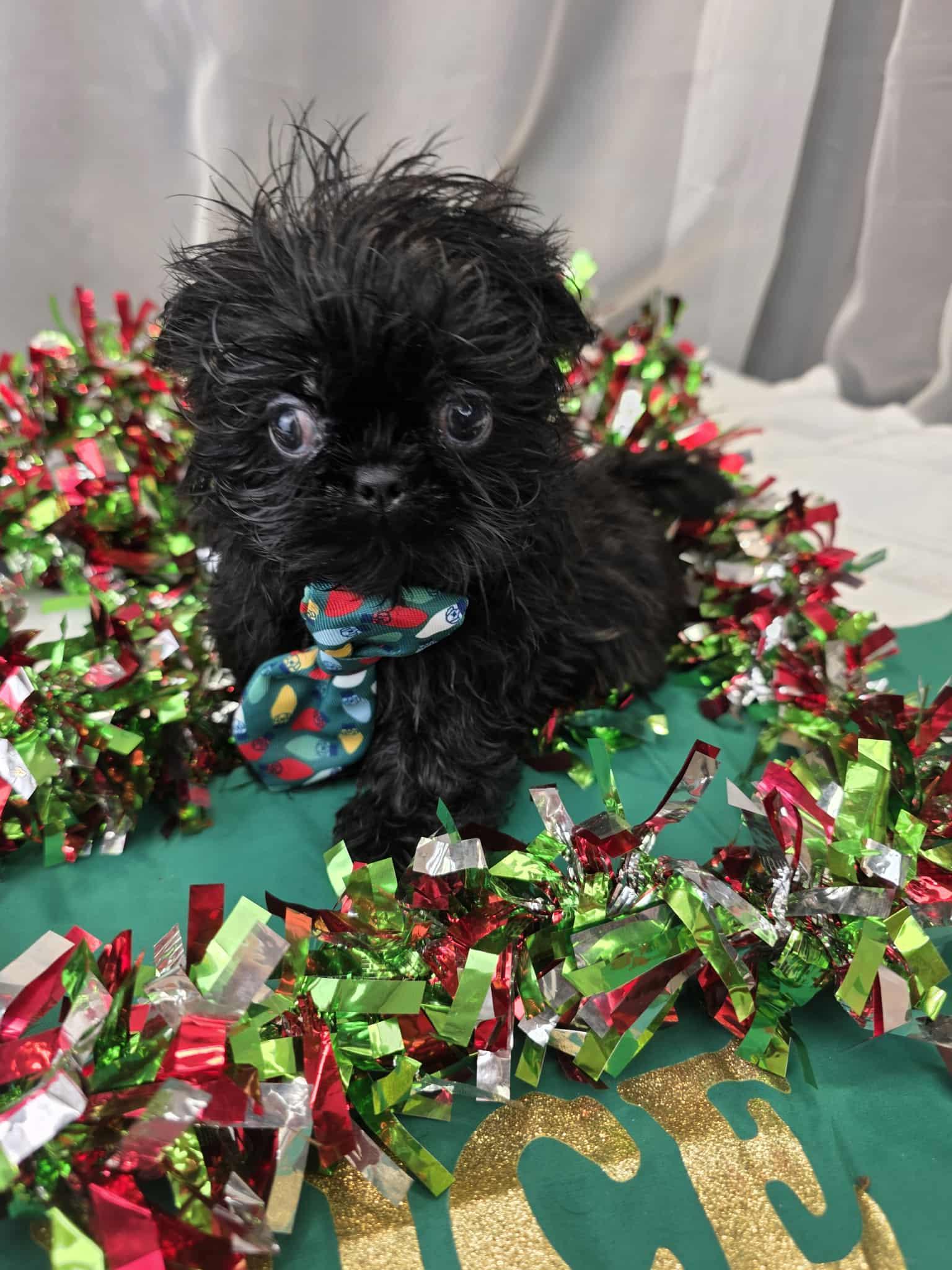Jack, a Adoptable Shih Tzu in Southfield , MI image 1/5