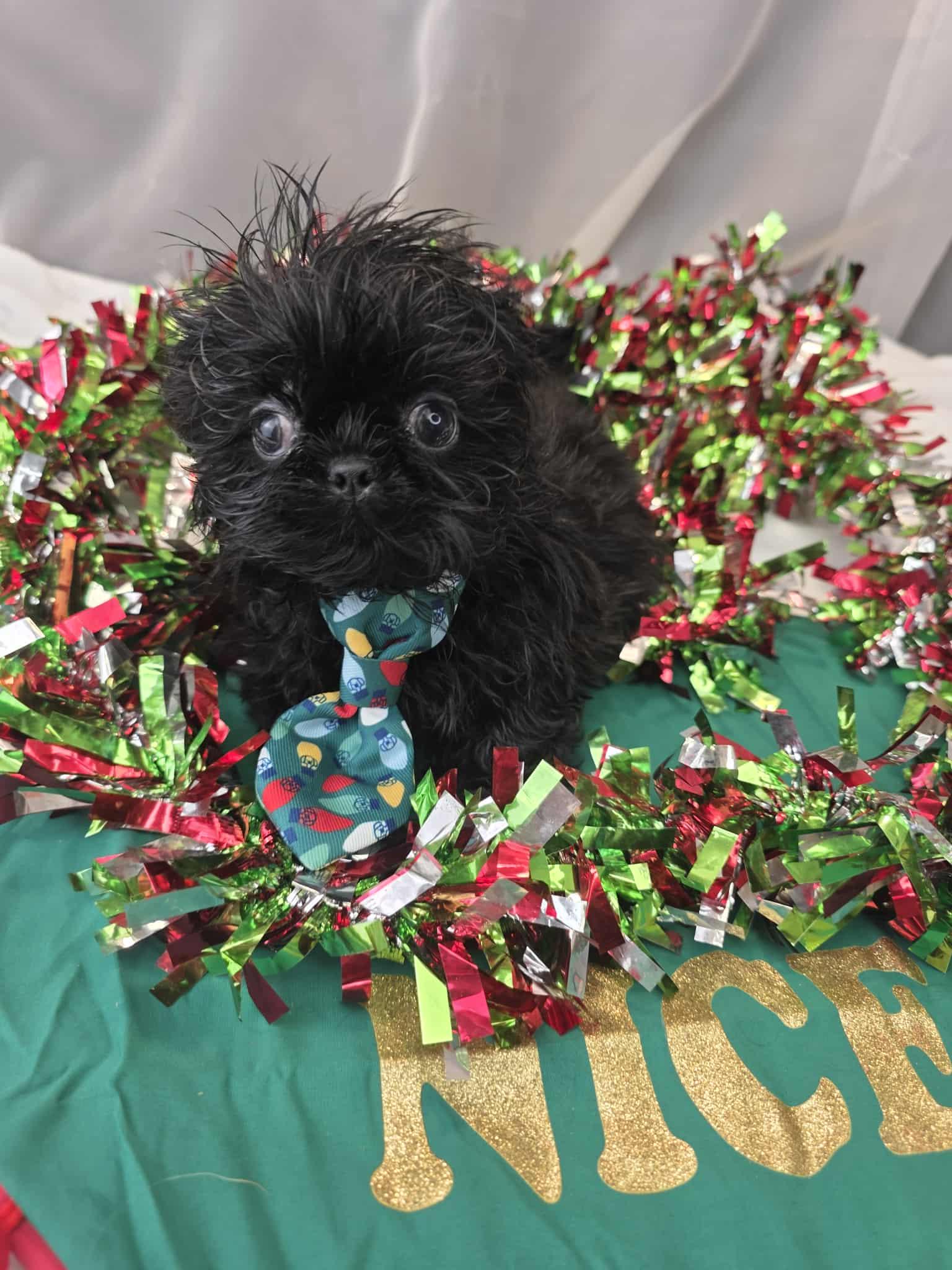Jack, a Adoptable Shih Tzu in Southfield , MI image 2/5