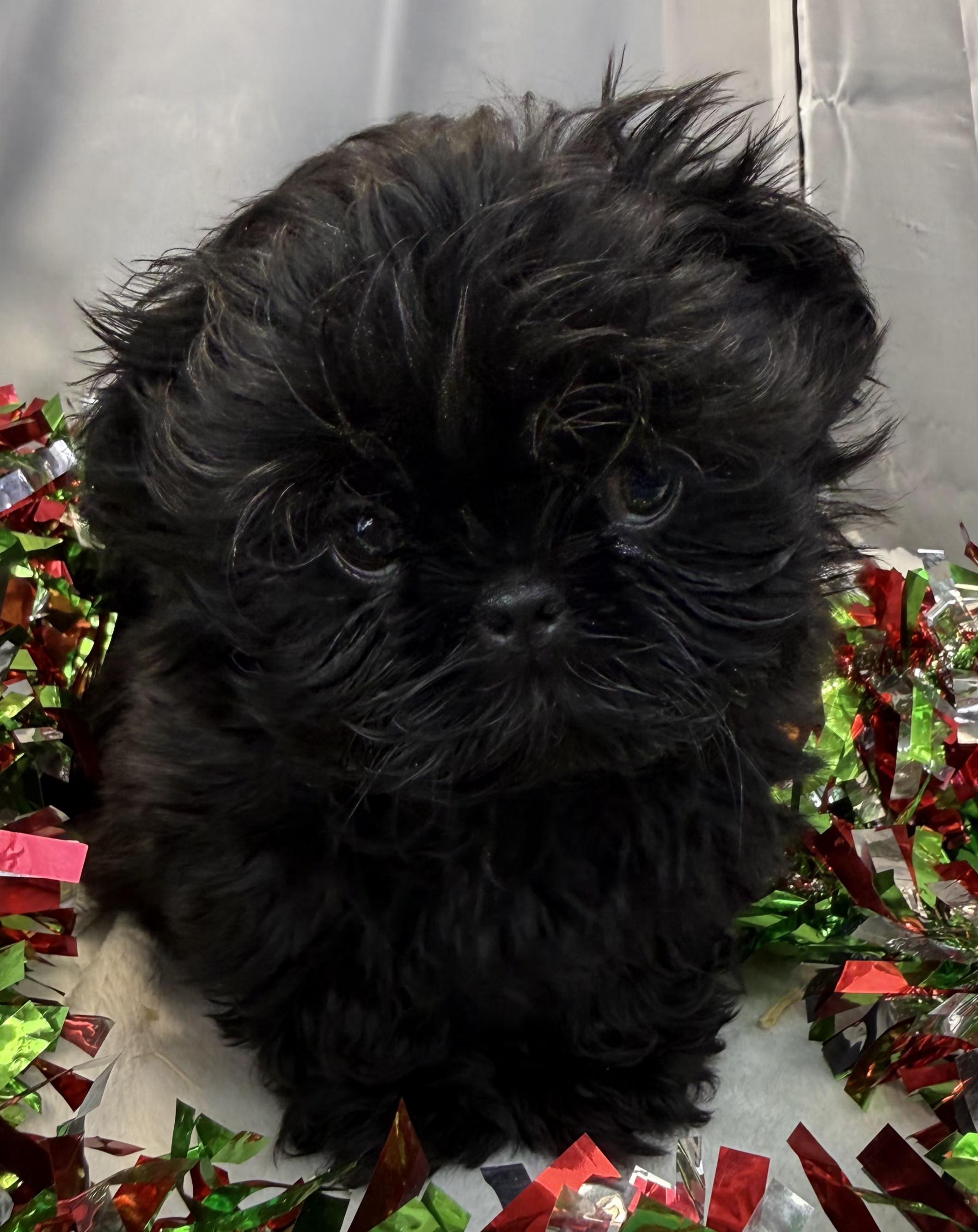 Jack, a Adoptable Shih Tzu in Southfield , MI image 3/5