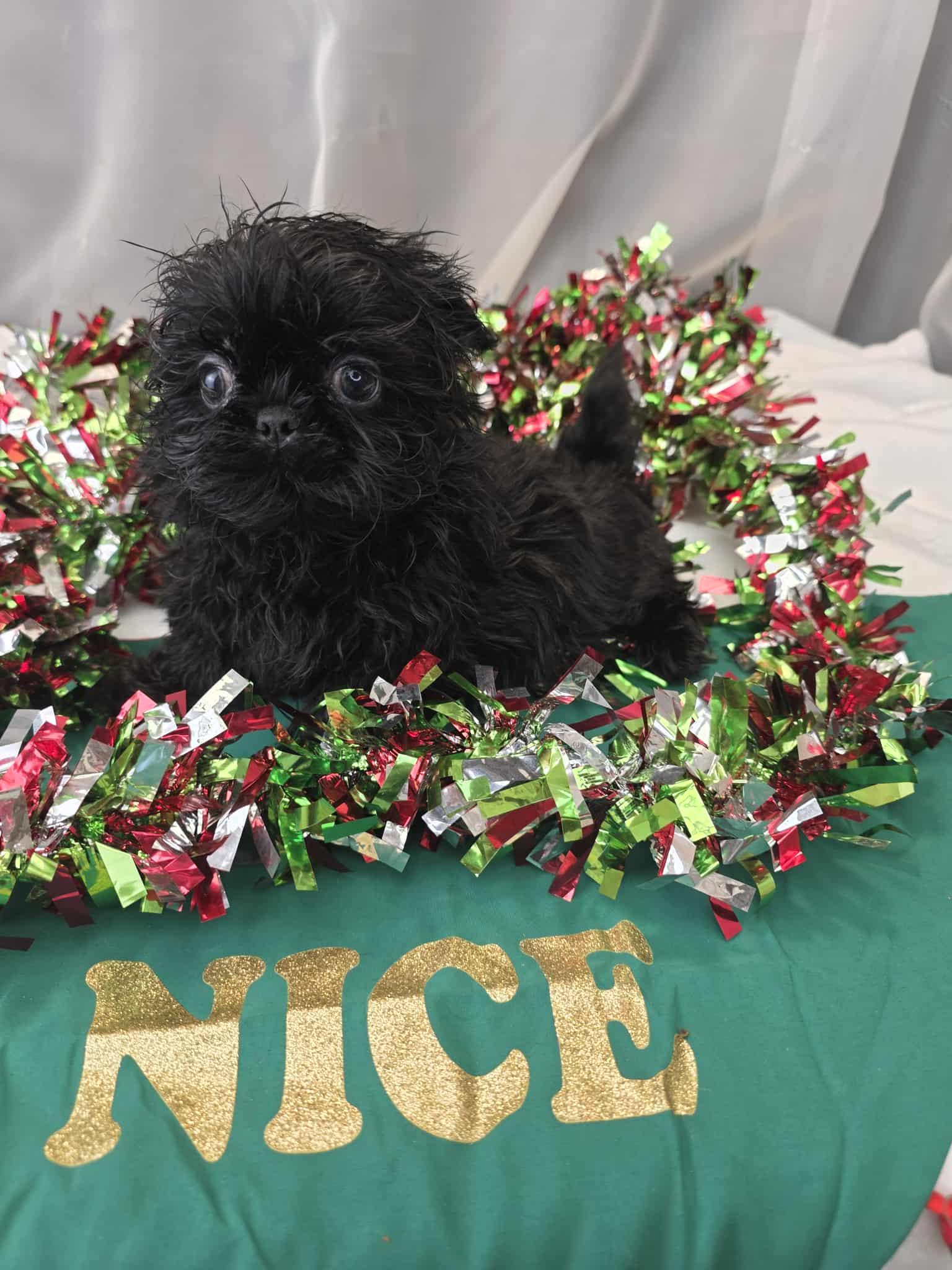 Jack, a Adoptable Shih Tzu in Southfield , MI image 4/5