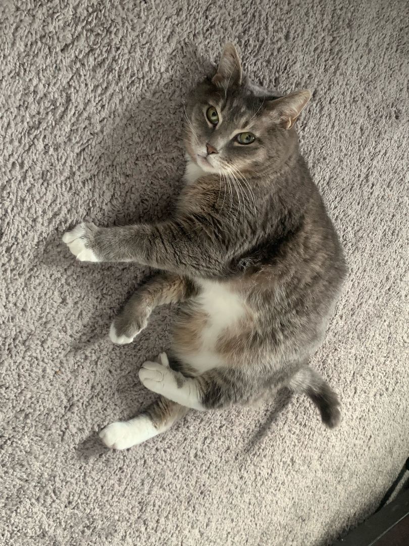 Enlarge Gizmo, a Adopted Domestic Short Hair in Perrineville, NJ image 1/2