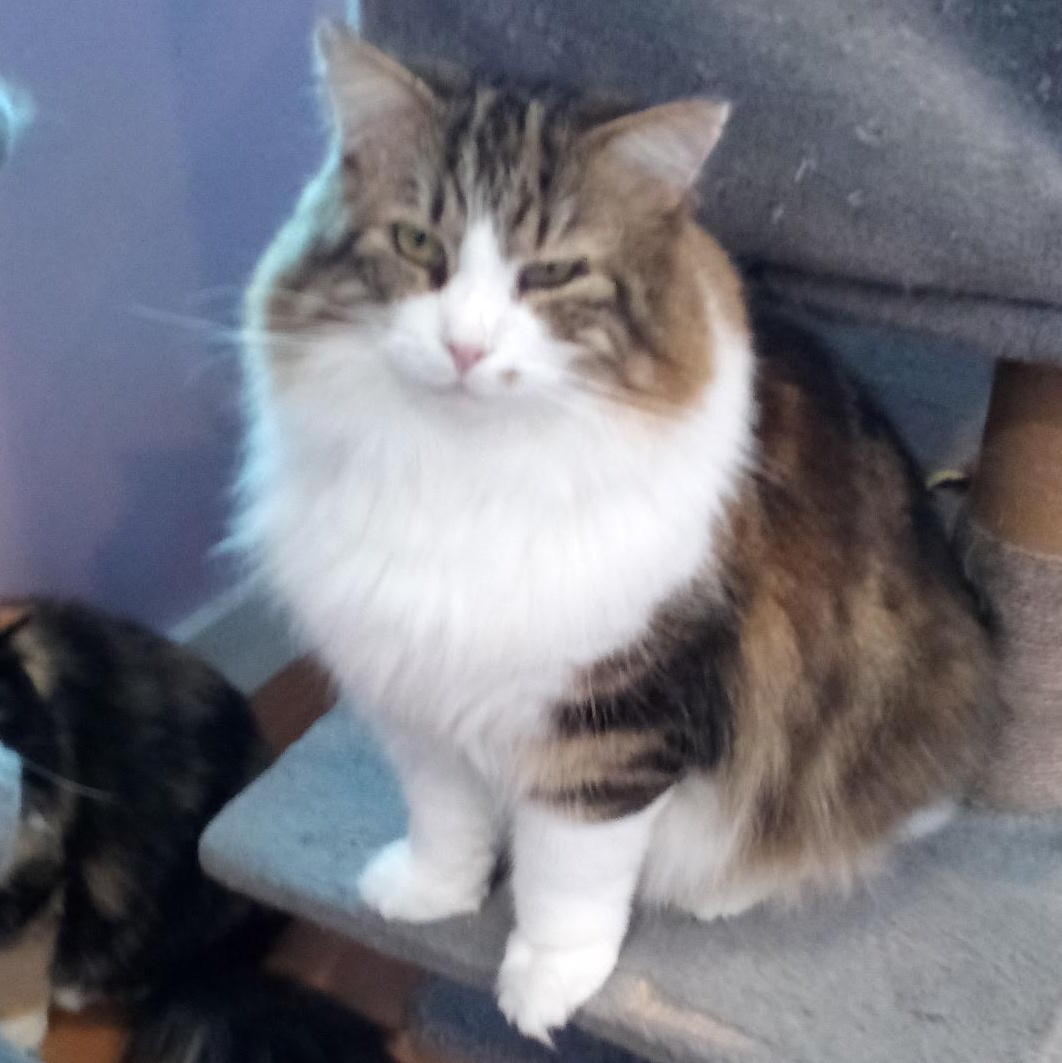Ripley (Colony Cat CC), Adoptable, Adult Male Domestic Medium Hair.