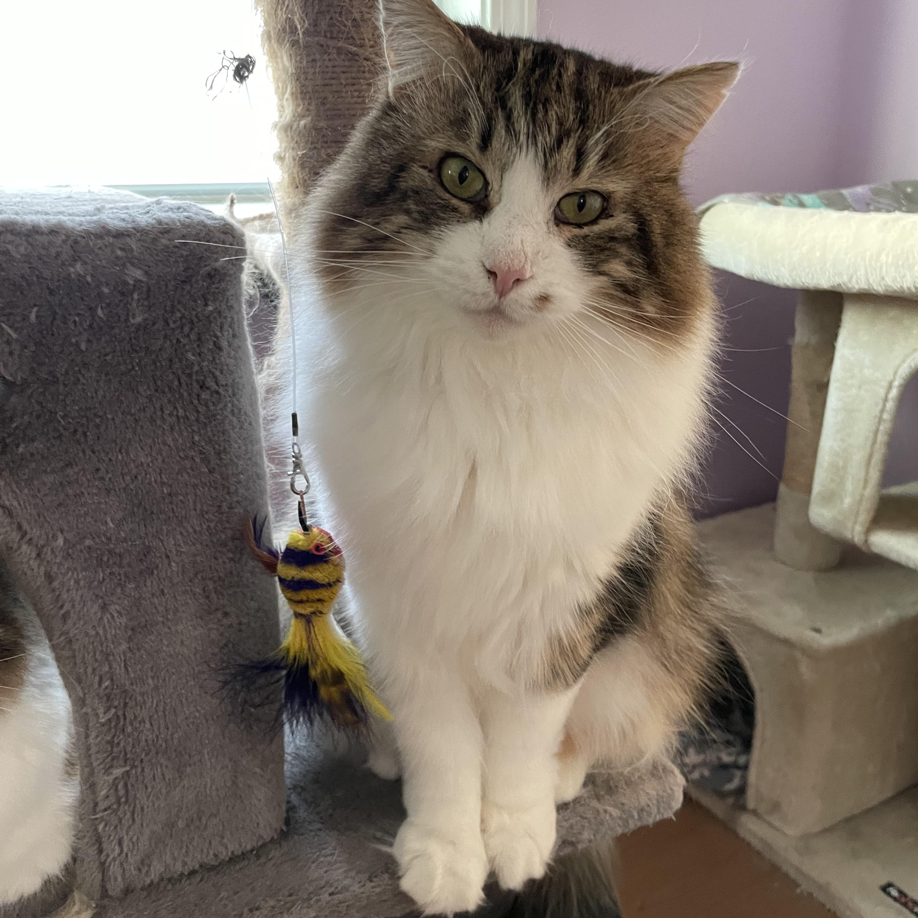 Ripley (Colony Cat CC), a Adoptable Domestic Medium Hair image 1/6