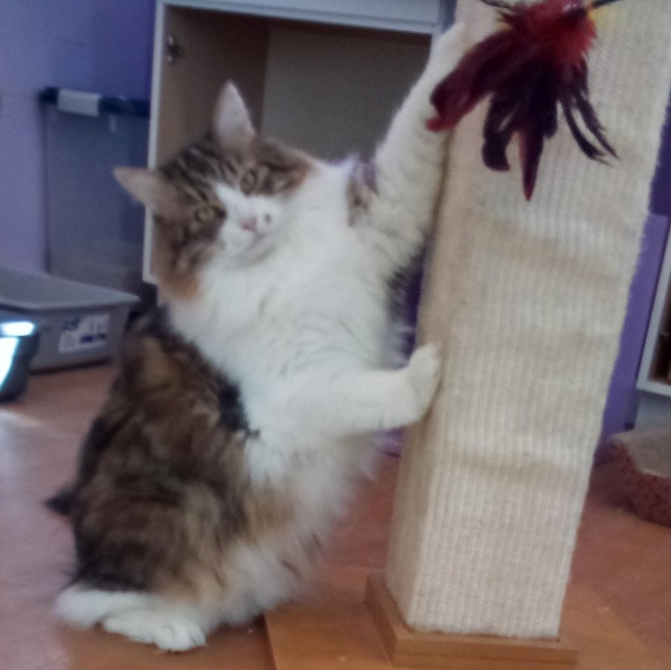 Ripley (Colony Cat CC), a Adoptable Domestic Medium Hair image 2/6