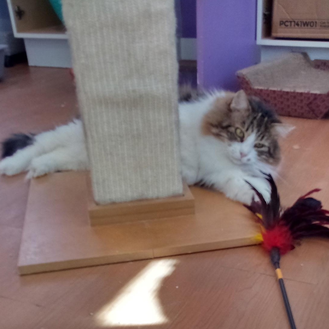 Ripley (Colony Cat CC), a Adoptable Domestic Medium Hair image 6/6