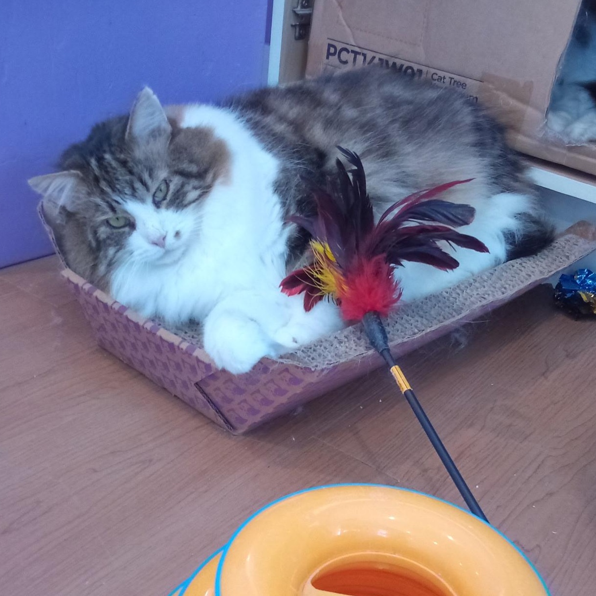 Ripley (Colony Cat CC), a Adoptable Domestic Medium Hair image 4/6