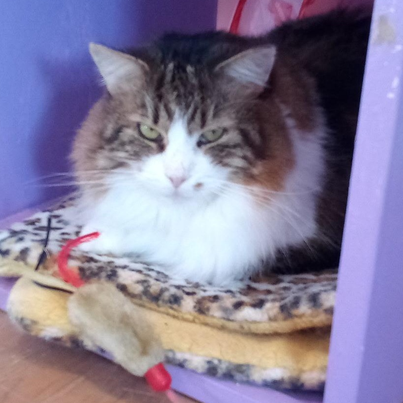 Ripley (Colony Cat CC), a Adoptable Domestic Medium Hair image 5/6