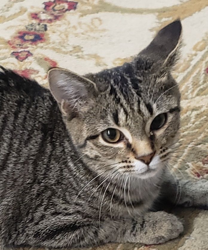 Roo, a Adoptable Domestic Short Hair in Camden, TN image 5/5