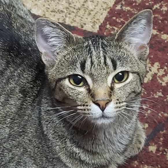 Roo, a Adoptable Domestic Short Hair in Camden, TN image 1/5