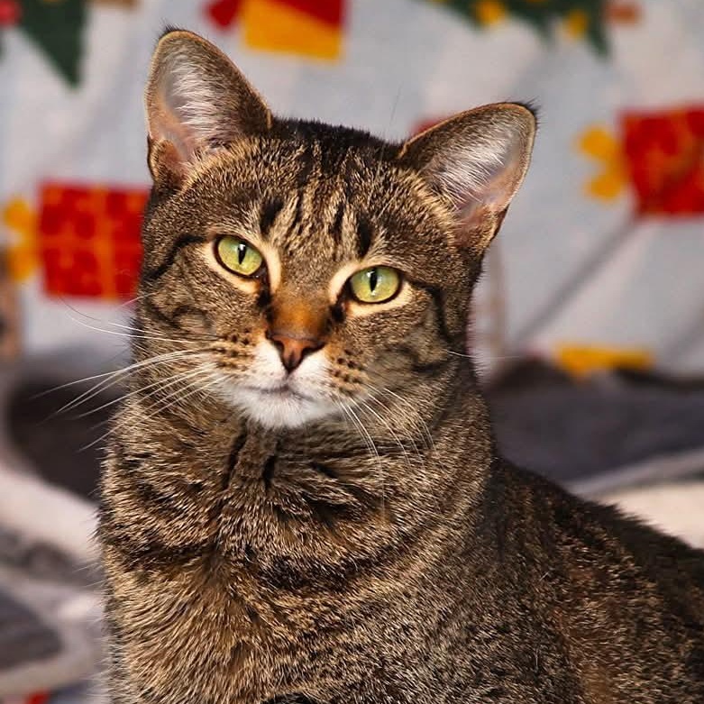 Roo, a Adoptable Domestic Short Hair in Camden, TN image 1/2