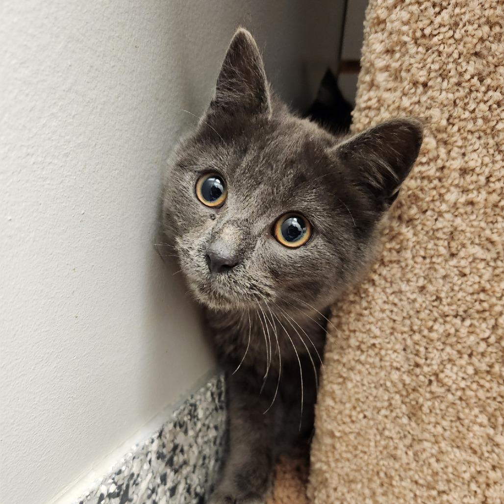 Dice, Adoptable, Kitten Male Domestic Short Hair.