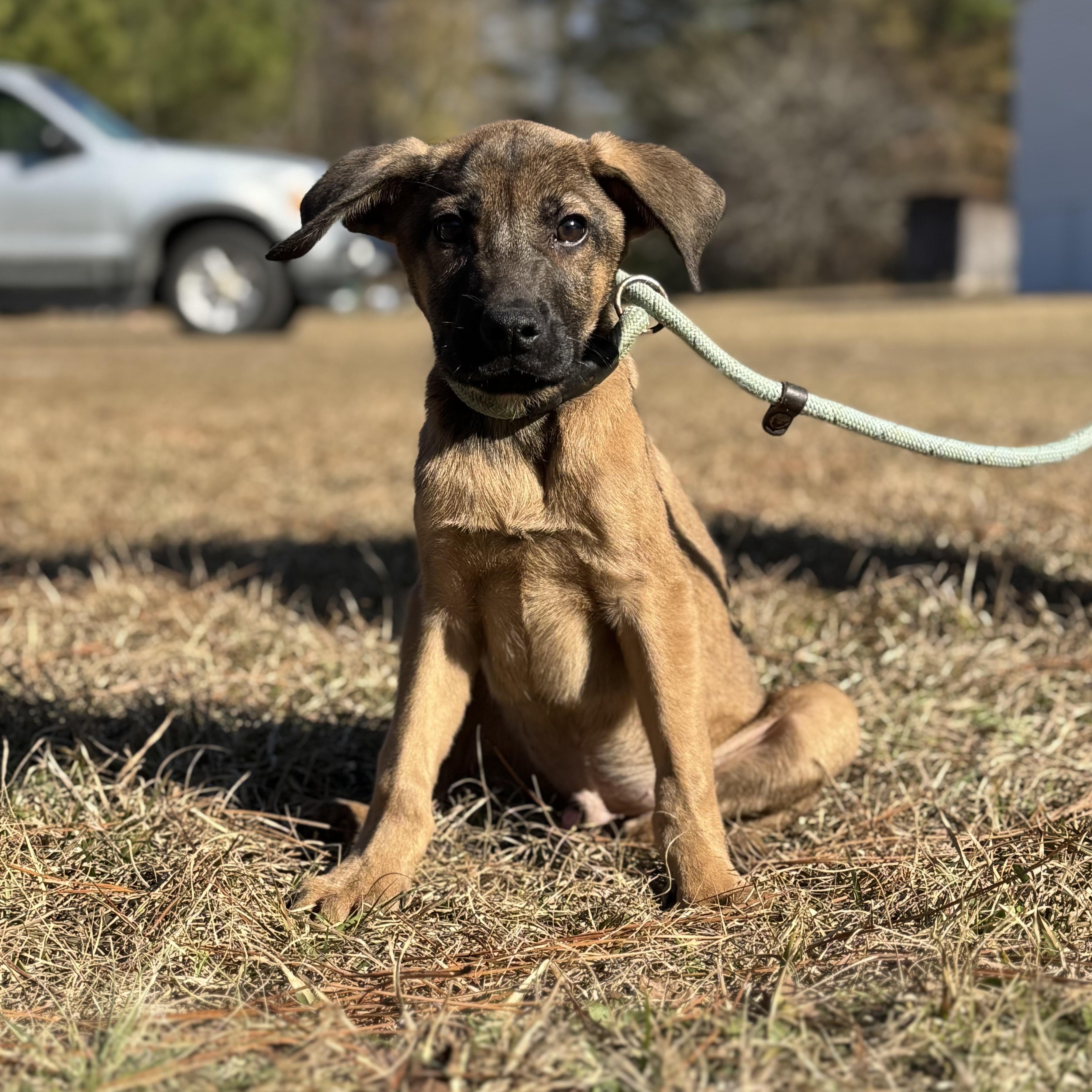 Enlarge Cooper, a ADOPTABLE mixed breed in Oak Bluffs, MA image 1/1