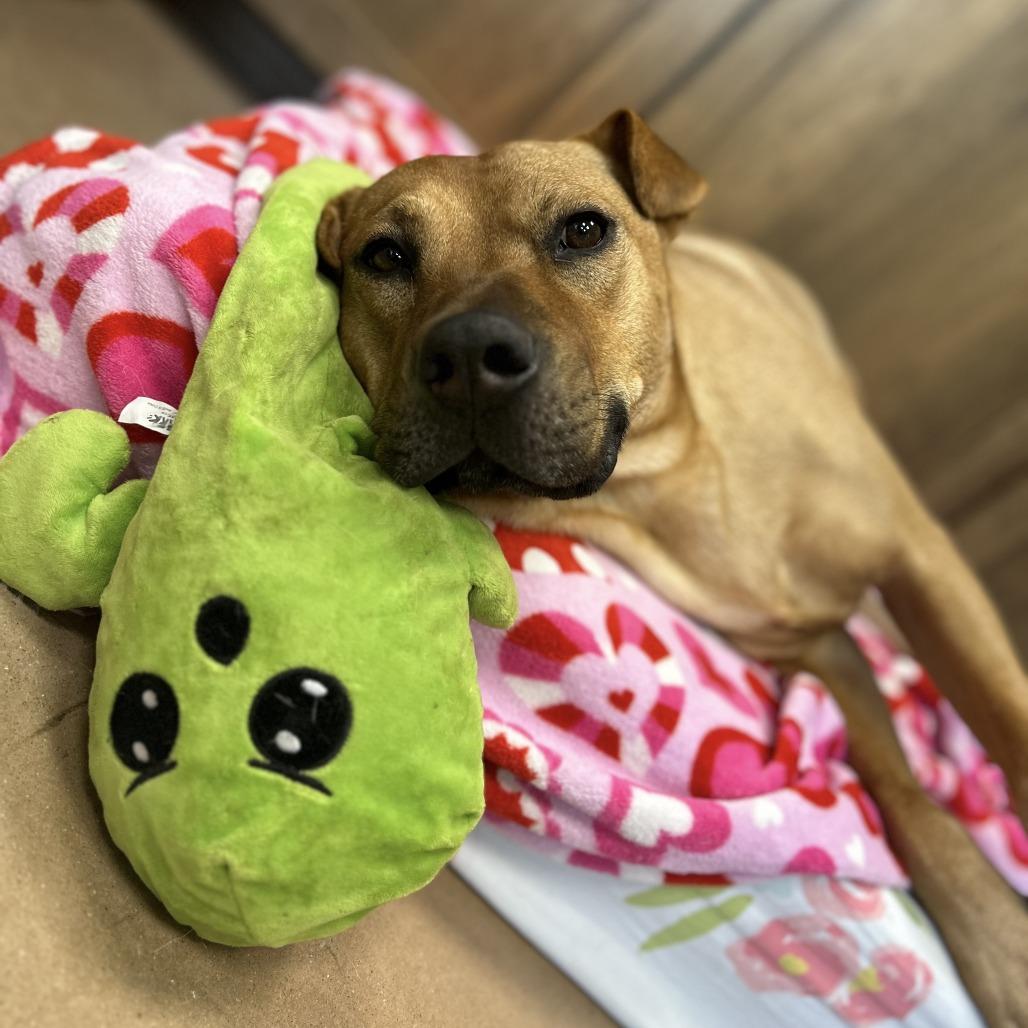 NACHO, a Adoptable mixed breed in Kyle, TX image 1/4