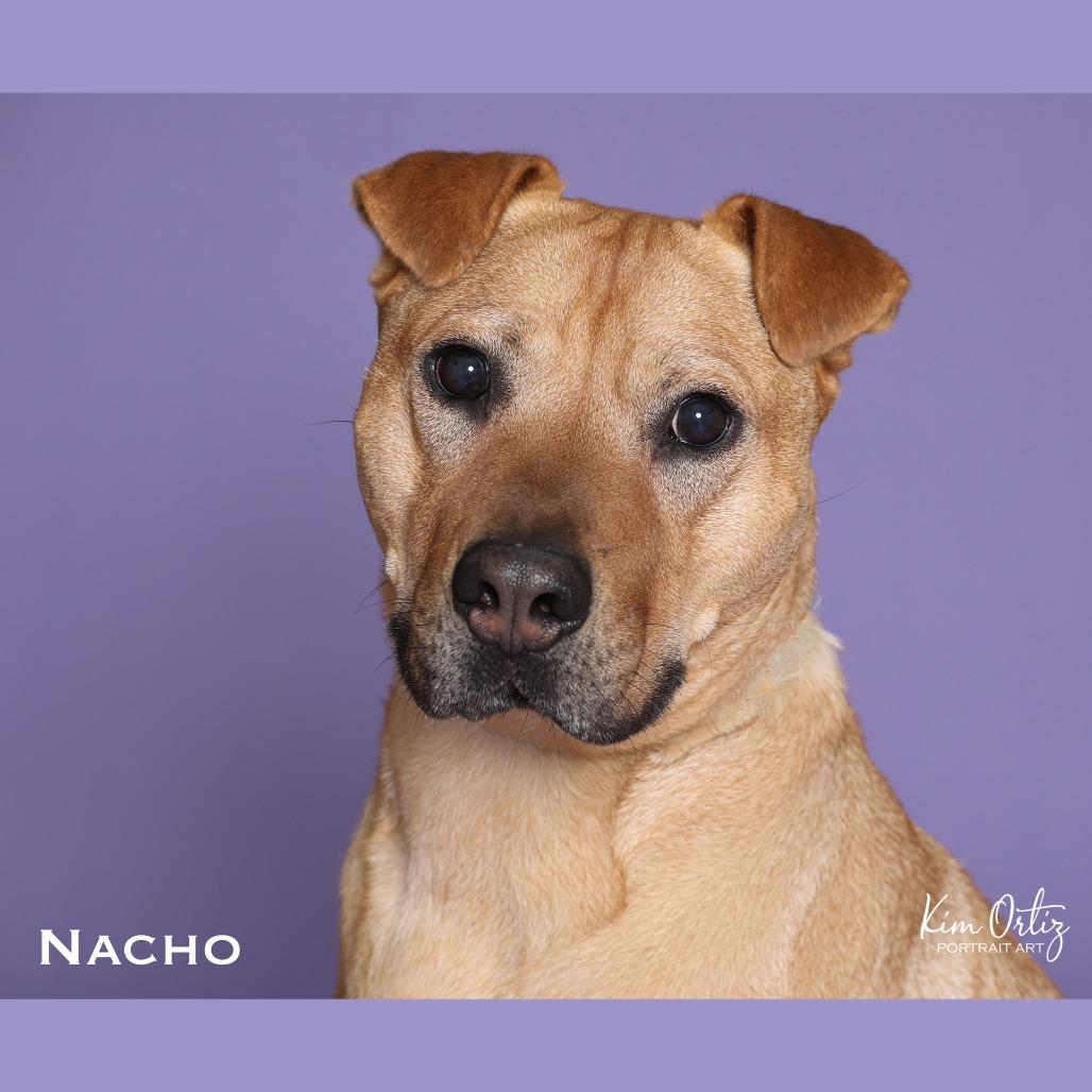 Enlarge NACHO, a Adoptable mixed breed in Kyle, TX image 3/6