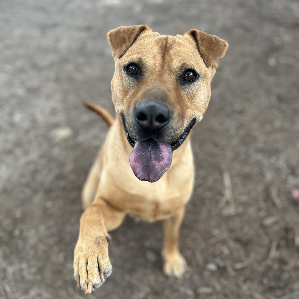 NACHO, a Adoptable mixed breed in Kyle, TX image 3/4
