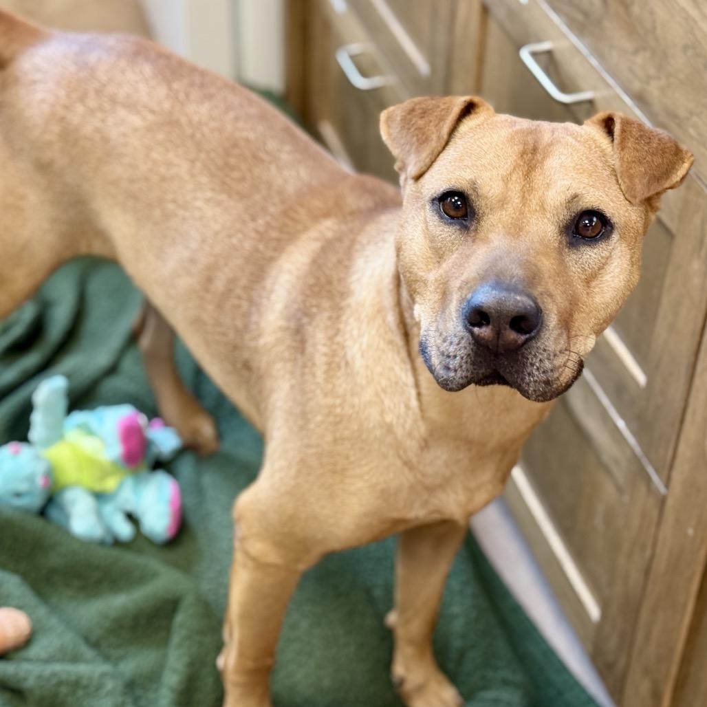 NACHO, a Adoptable mixed breed in Kyle, TX image 4/4
