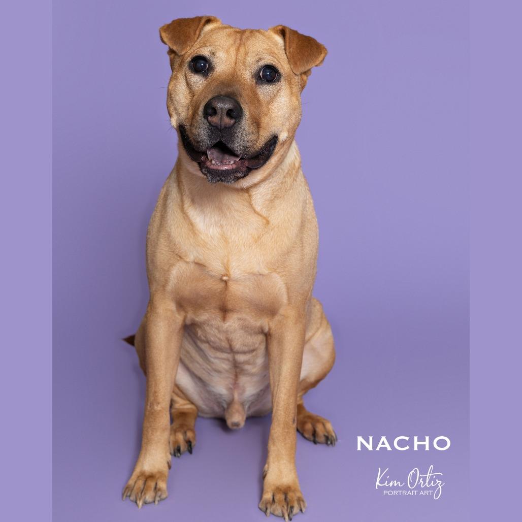 Enlarge NACHO, a Adoptable mixed breed in Kyle, TX image 6/6