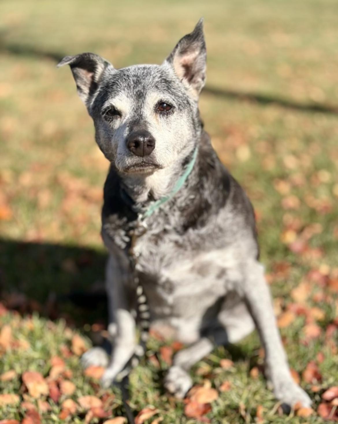 Enlarge Ruby, a Adoptable mixed breed in Powell Butte, OR image 1/5
