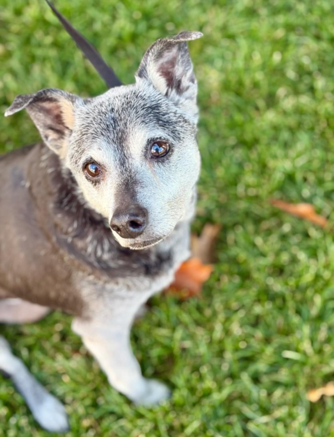 Ruby, an adoptable Terrier in Powell Butte, OR, 97753 | Photo Image 4