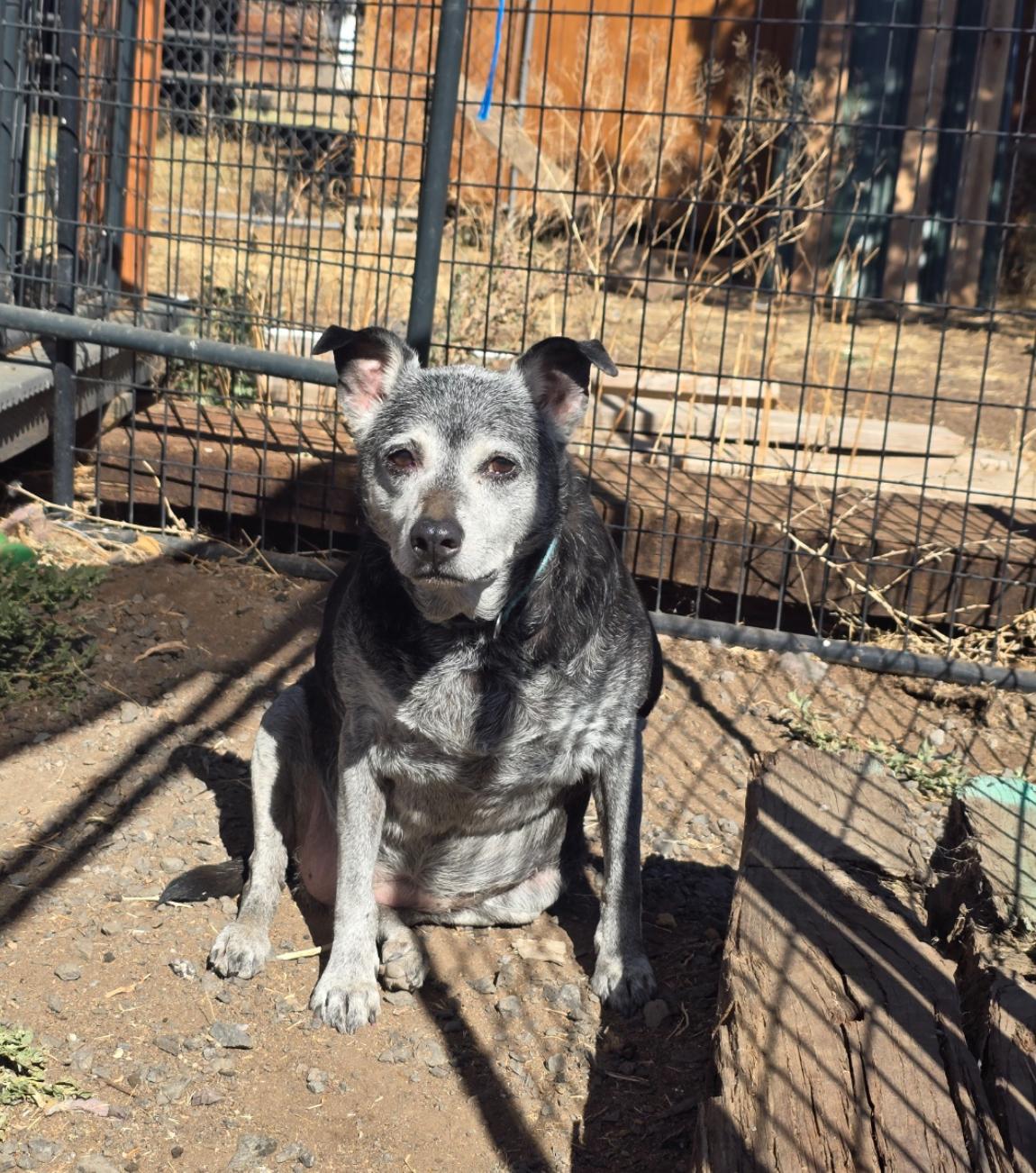 Ruby, an adoptable Terrier in Powell Butte, OR, 97753 | Photo Image 3